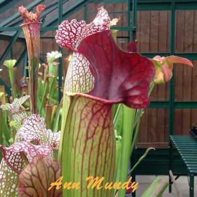 Sarracenia Ann Mundy